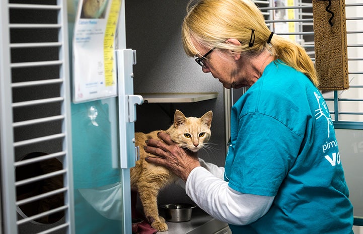 Woman reaching to touch a cream colored cat in a kennel