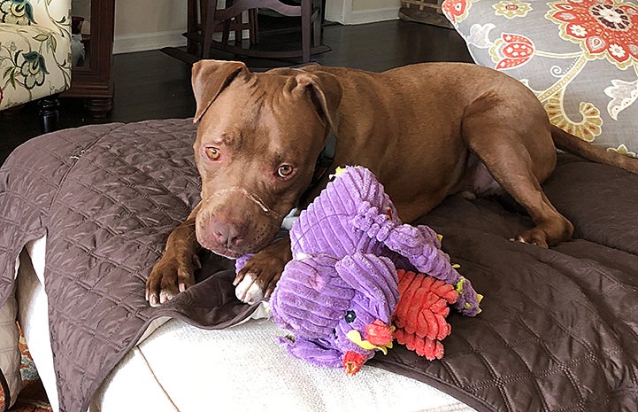 Parker the brown and white dog lying down next to a purple plush toy