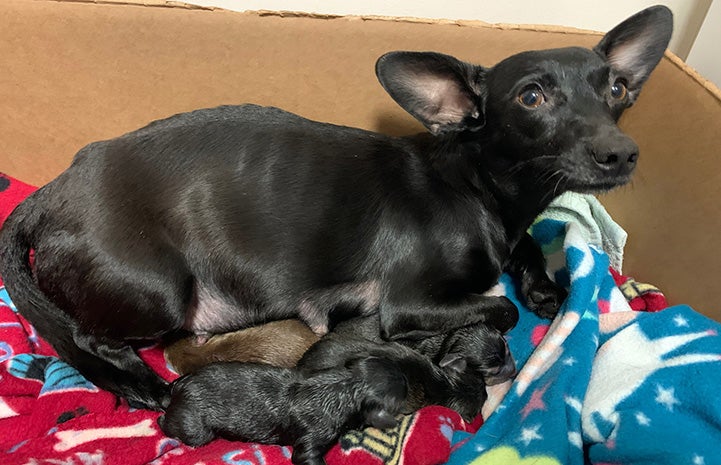 Mama dog Linda lying down and nursing her puppies