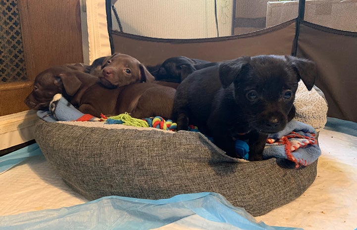 Young puppies in a small dog bed