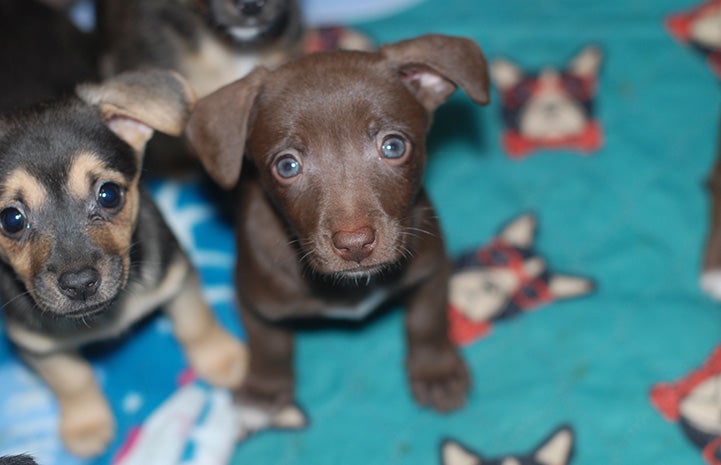 Two adorable puppies sitting on a blanket