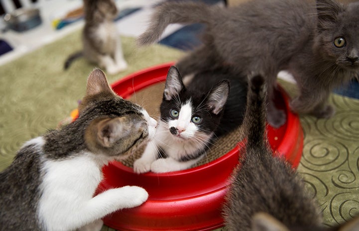 A litter of kittens in a foster home