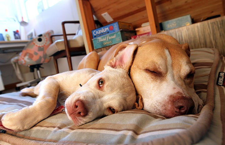 Ruby Squeakers the dog in Melissa Lipani's foster home