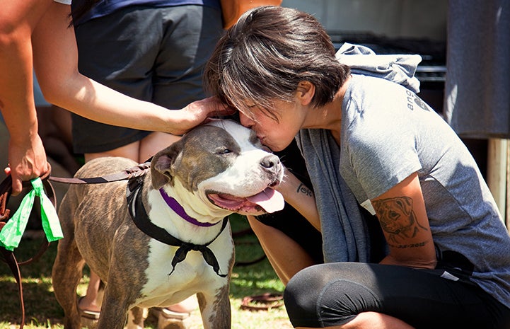 Woman kissing the top of the head of a brindle and white pit-bull-type dog