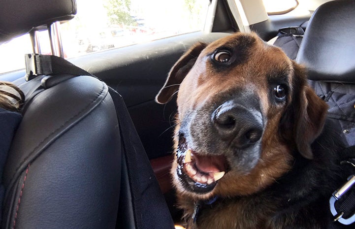 Porter the German shepherd in the back seat of a car