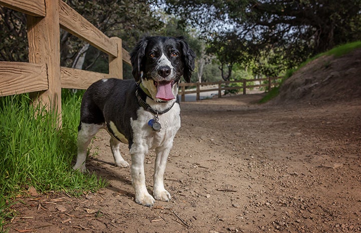 Black and white dog standing outside next to a wooden fence