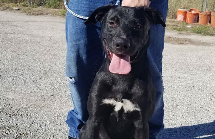 Black and white dog in front of a person, with that person's legs wearing jeans visible