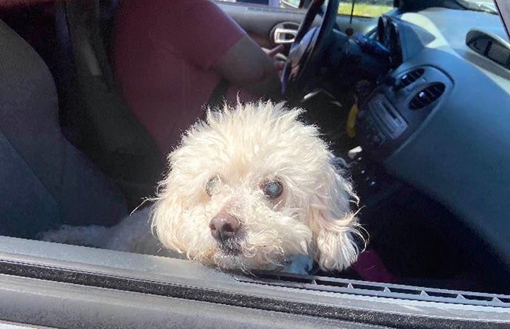 Small white dog in the passenger seat of a car looking out the window