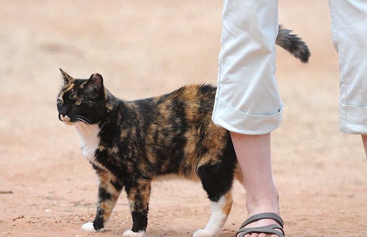 Meow the cat by a person's feet