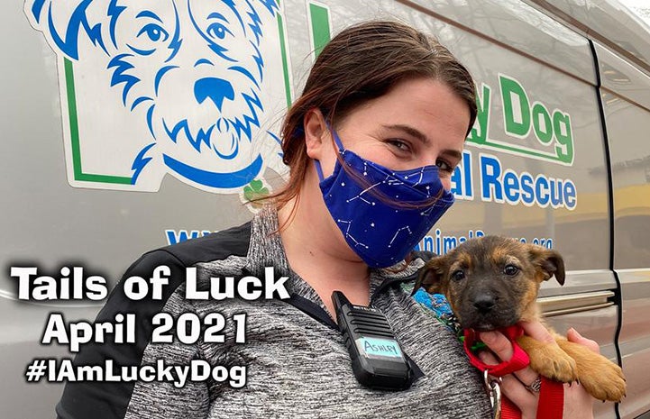 Masked person holding a puppy in front of a Lucky Dog van