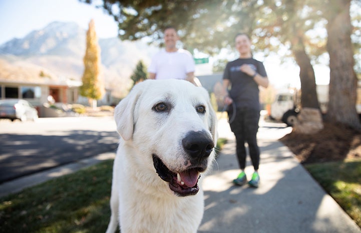 The Clarkens walking Eddie the great Pyrenees dog on a sidewalk