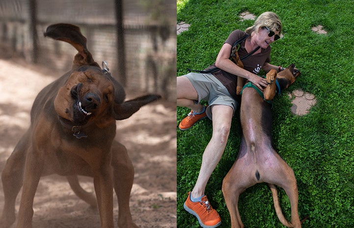 Haku the hound dog collage of photos, one of him shaking and one of him lying in the grass on his back with a person