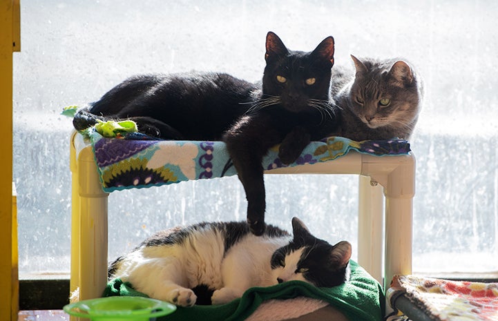 Three cats lying together in a Kuranda cat tree