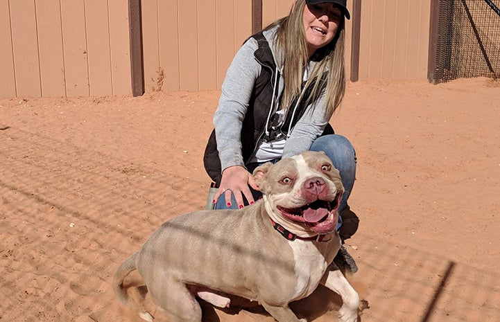 Scrappy a tan pit bull type dog on a leash and excited to be out in the desert