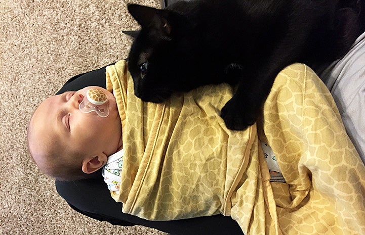 Bruce the cat lying next to a swaddled baby