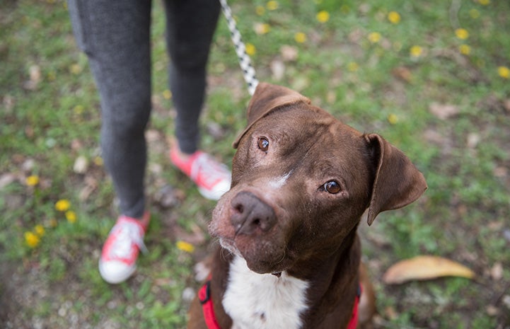 Arrow, a brown and white pit-bull-type dog, on a leash