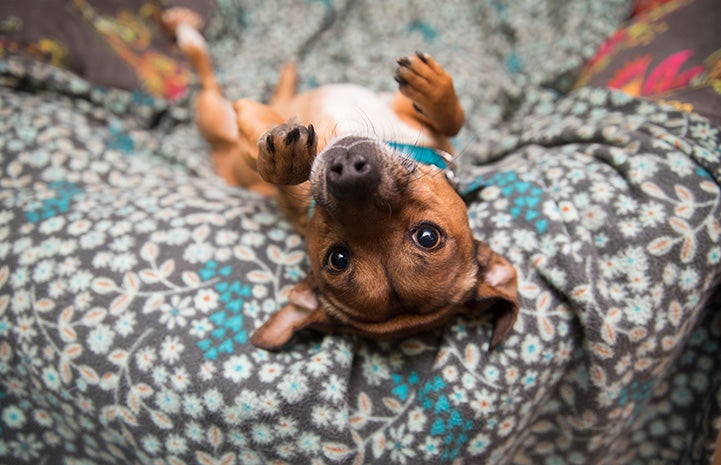 Nugget, a brown and white dog lying upside down on a bed