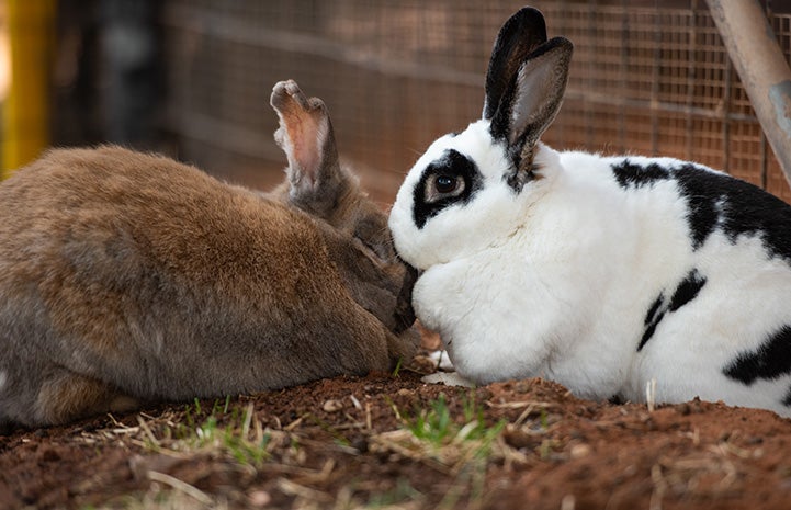 Bonnie and Capone the rabbits snuggling