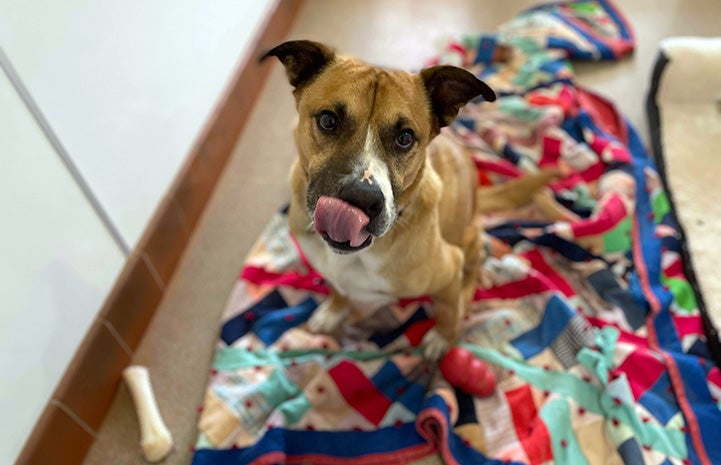 Memo the dog licking his lips and sitting on a multi-colored blanket