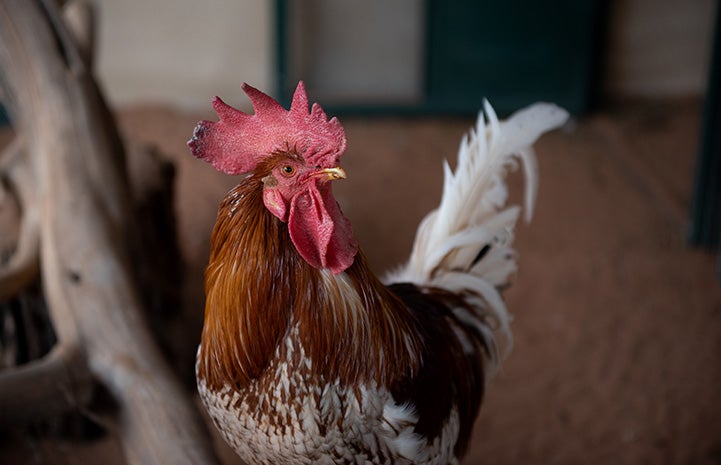 Redford the rooster looking to the side