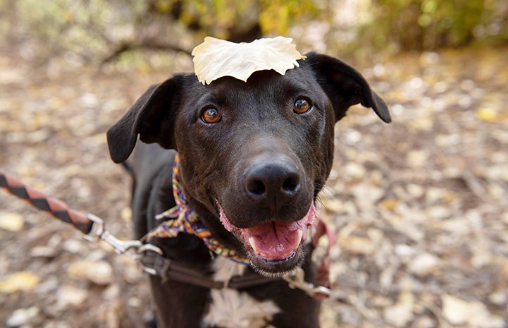 Roady the dog outside during autumn with a leaf on his head