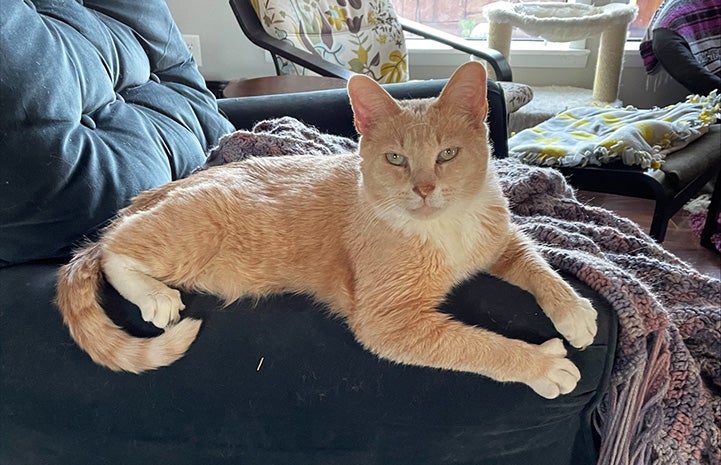 Schroeder the cream and white cat lying on a chair