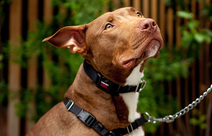 A profile of Wayne the brown dog with a fence and greenery behind him