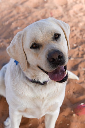 When he first arrived at Best Friends, Hodor the dog would launch himself at visitors