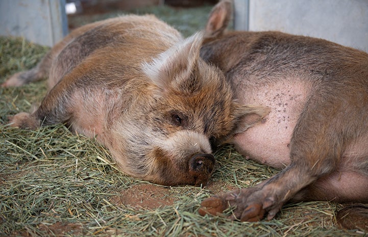 Two pigs sleeping next to each other