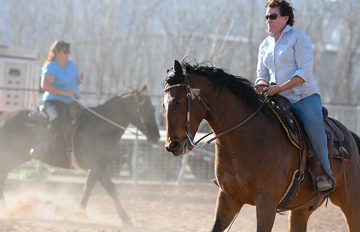 Two women riding two brown horses with dust flying up in the air