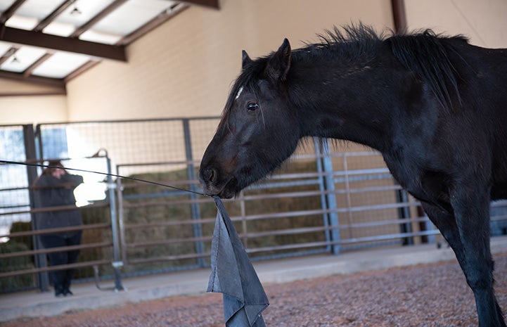 Tula the horse in the arena holding a cloth in her mouth