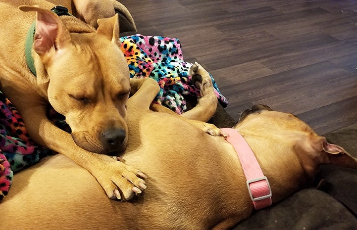 Samwell and Scooter the dogs sleeping together