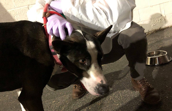 Missy the black and white dog being petted by a person wearing a protective gown and rubber gloves