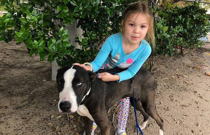 Young girl hugging Missy, a black and white dog with two different colored eyes