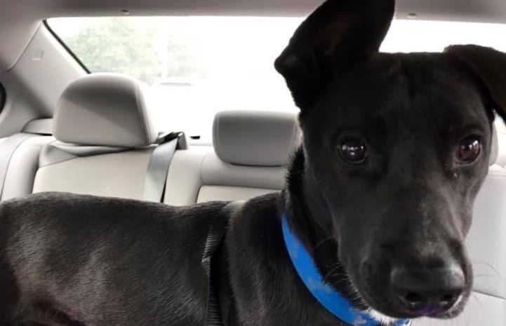 Black dog Radar in a car's back seat with one ear up and one ear down