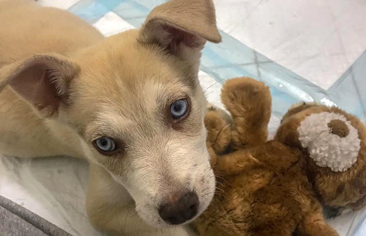 Esme the tan husky puppy with blue eyes, next to a stuffed teddy bear