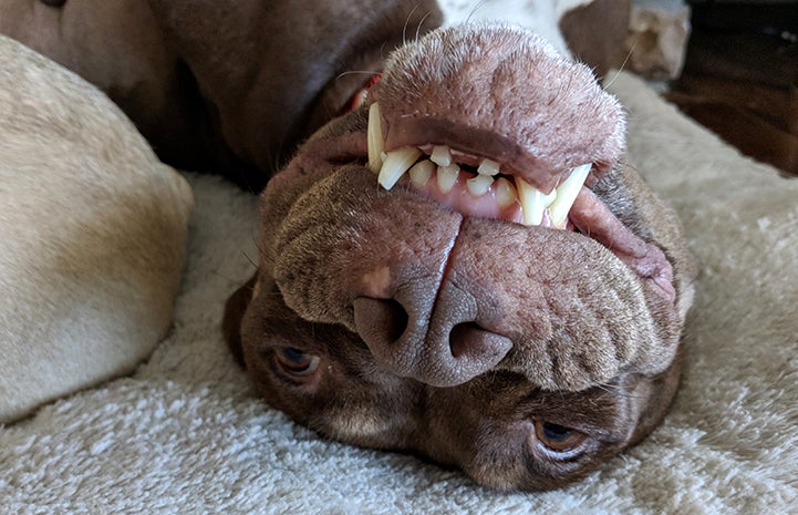 Matilda the brown pit-bull-type dog lying upside down