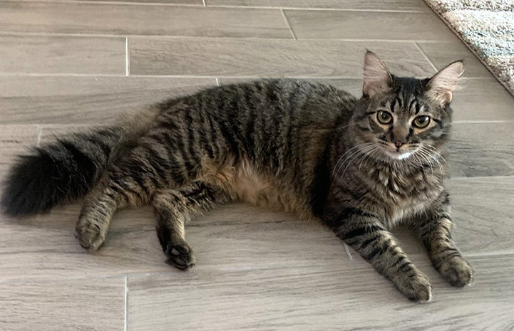 Brown tabby cat Paco lying down on the floor