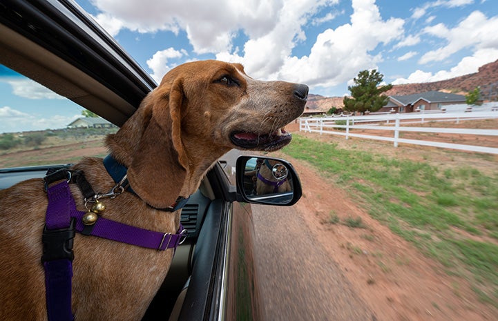 Fenton the hound with his head out a car window