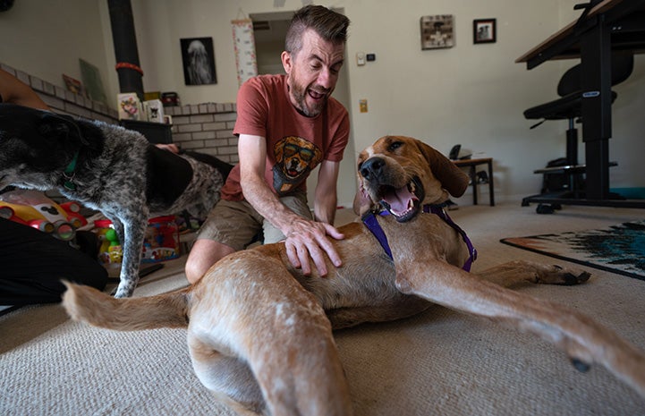 Fenton the dog lying on the floor getting petted by a person