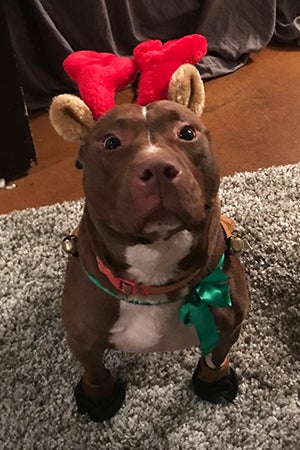 Asia’s special day came when she was one of 20 dogs adopted from the Humane Society of Charlotte during a Best Friends promotion