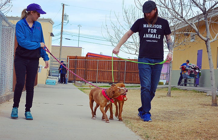 Man and woman each walking Crimson and Clover, a pair of brown and white pit-bull-terrier-type dog siblings