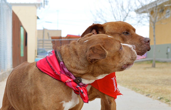 Brown and white pit-bull-terrier-type dog Clover kisses her brother Crimson nonstop