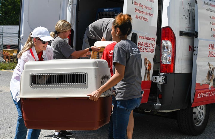 Women loading animals in crates into the back of a transport van