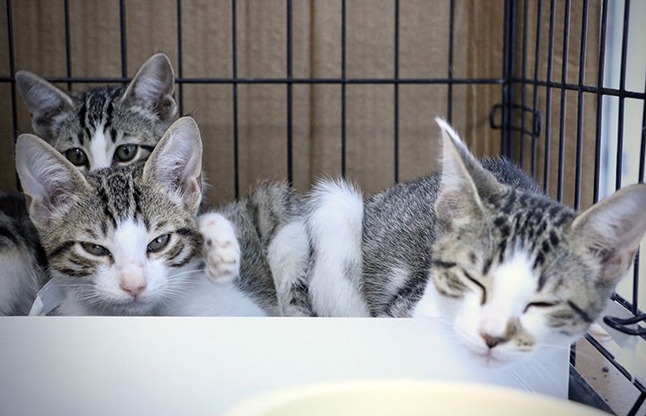 Kittens taking a nap in a kennel