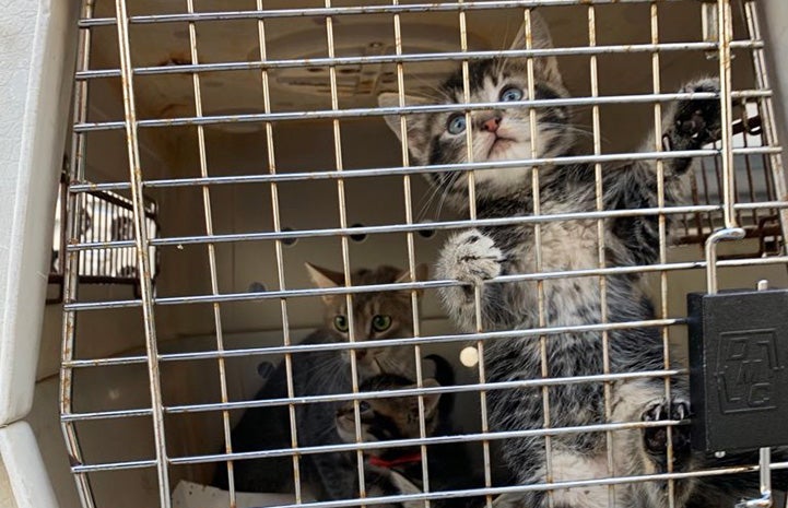 Kitten climbing the bars on the transport crate door