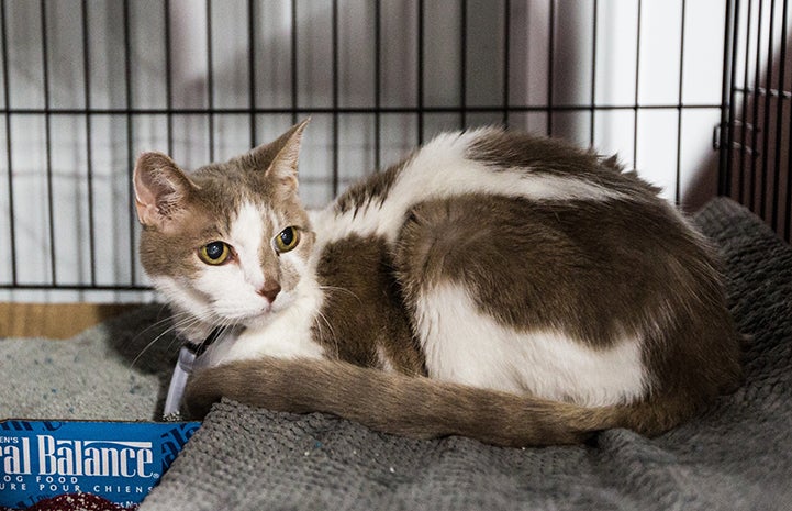 A gray and white cat being held at the Rescue and Reunite Center following Hurricane Harvey