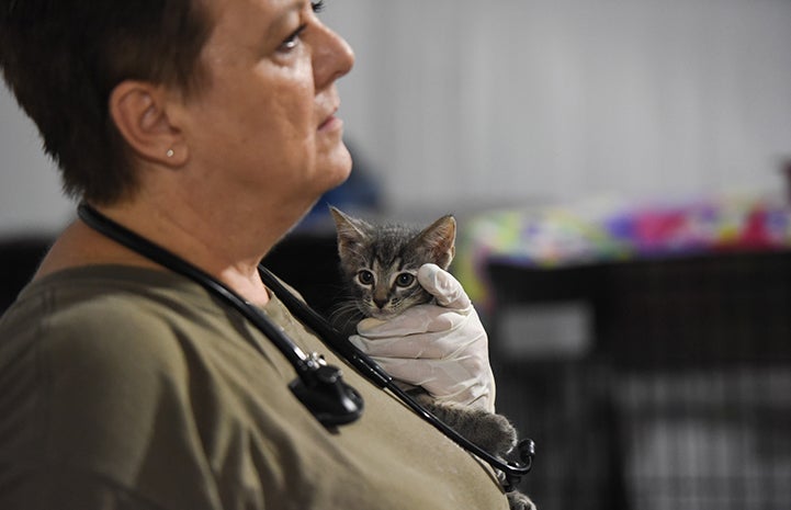 A kitten being held at intake at the Rescue and Reunite Center