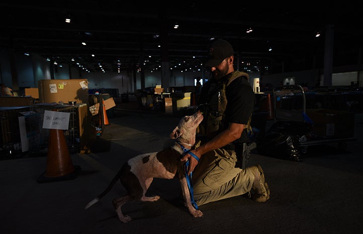 Michael Marmolejo from the Department of Justice helping animals after Hurricane Harvey