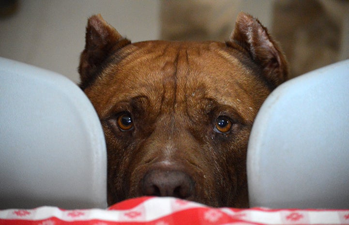 Ludo the dog with cropped ears peeking out between two chairs